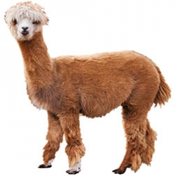 Alpaca